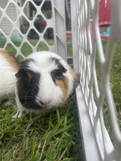 2 American Guinea Pigs-Sauk Rapids