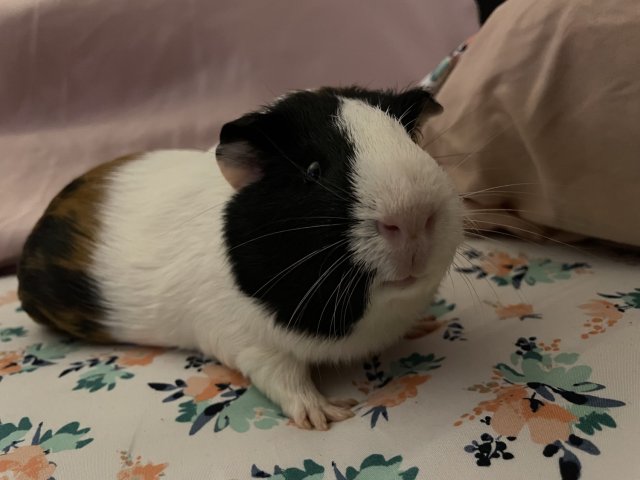 Two Brothers that desperately need rehoming