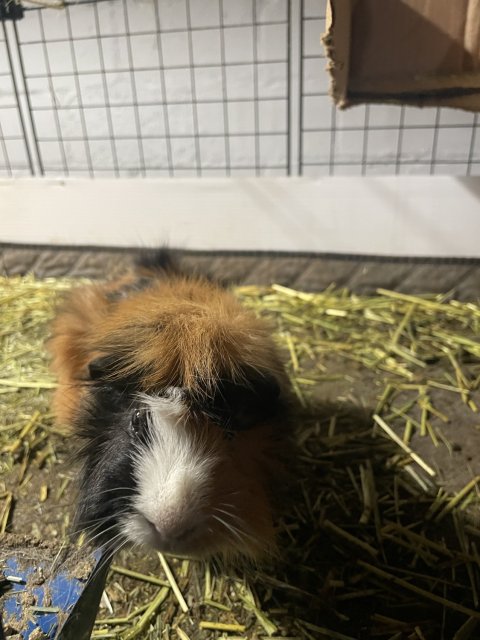 4 Bonded Male Guinea Pigs