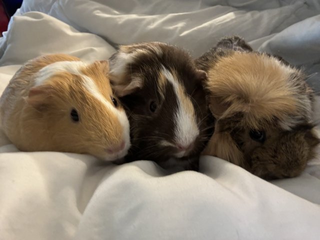 Three Young Female Guinea Pigs in Ottawa