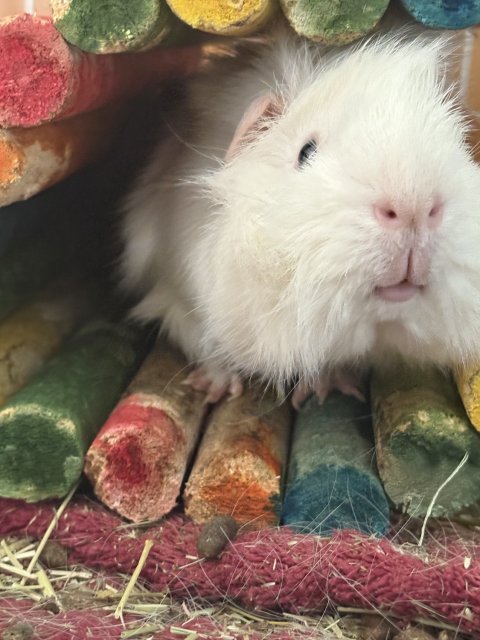 Need to re-home this adorable guy