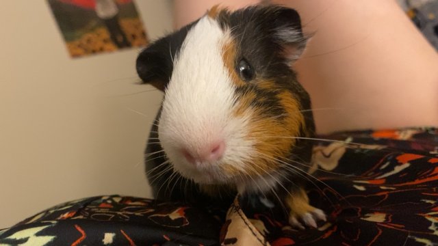 Bonded Pair of Guinea Pigs - supplies include