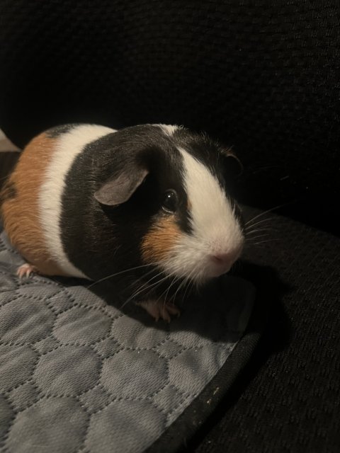 1 Year old Female Piggies