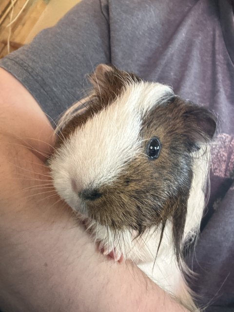 Male guinea pig needs new home