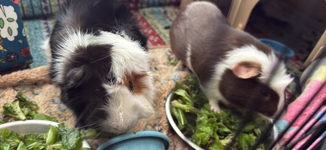 Two loving male bonded guinea pigs
