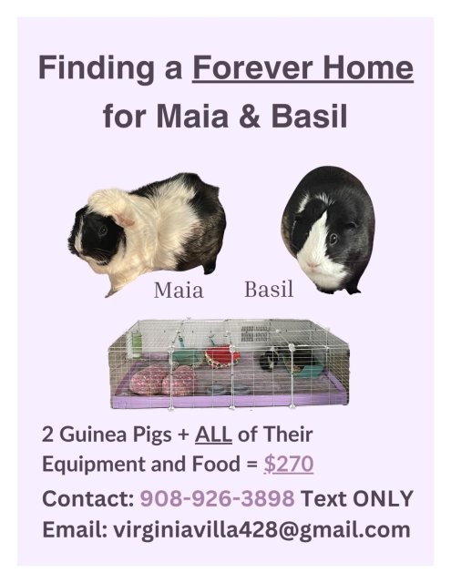 Maia &amp;amp; Basil, 2 Females, Need a New Home ASAP