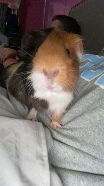 Male guinea pig about 3/4 years old