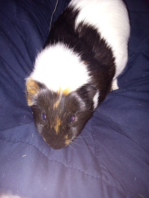 Rehoming three female Guinea Pigs.