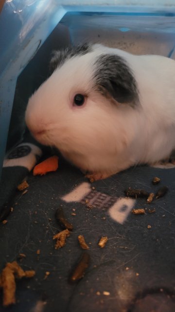 Male Piggie from MI