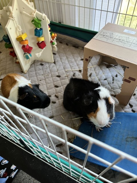 Two bonded male abyssinian guinea pigs