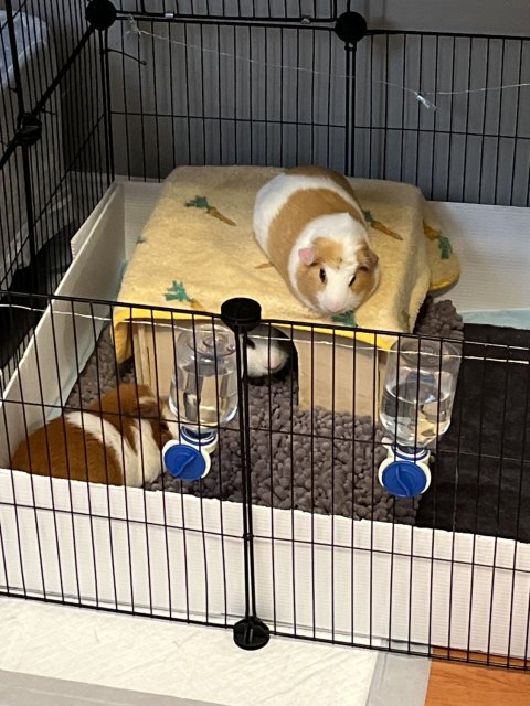 Three Adult Male Guinea Pigs