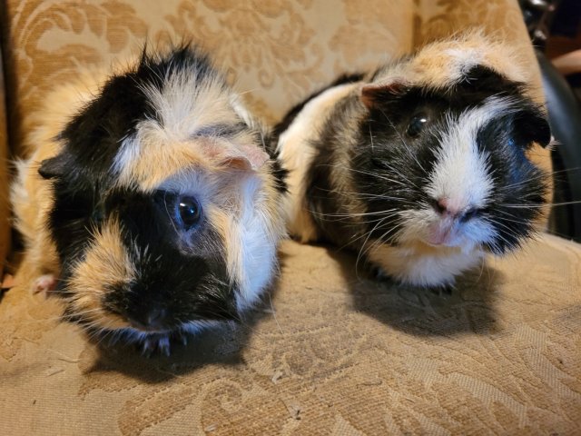 Rehoming two beautiful guinea pig girlies.