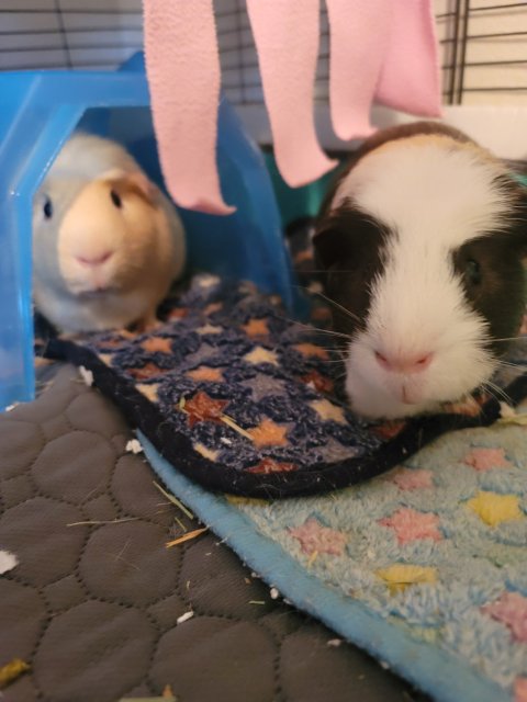Two Piggies Ready for a Forever Home