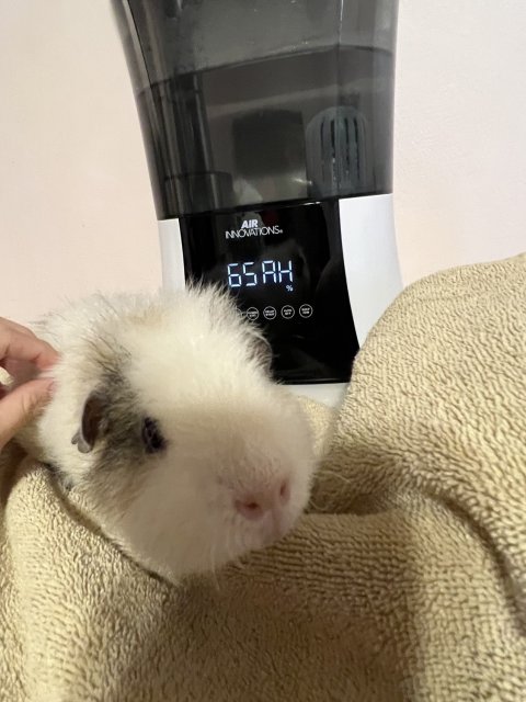 Three year old male Guinea Pig