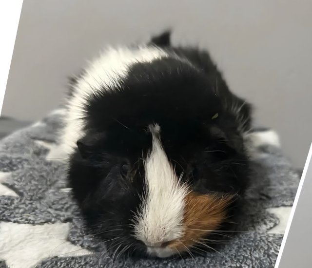Pair of Girl Guinea Pigs - Cookies and Nugget