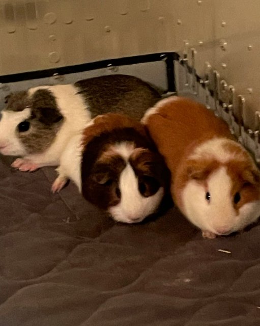 Rehoming 2 Guinea Pigs