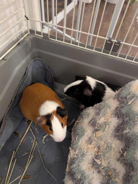 Two sweet bonded girls