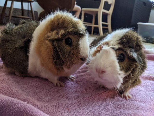 Two wonderful guinea pigs