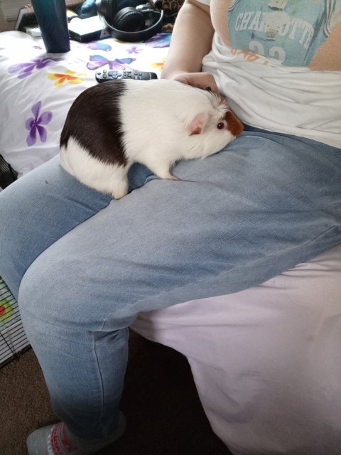 Re-home a male guinea pig