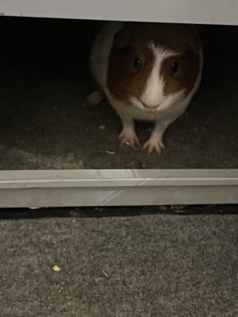 Missy and Dior new home?