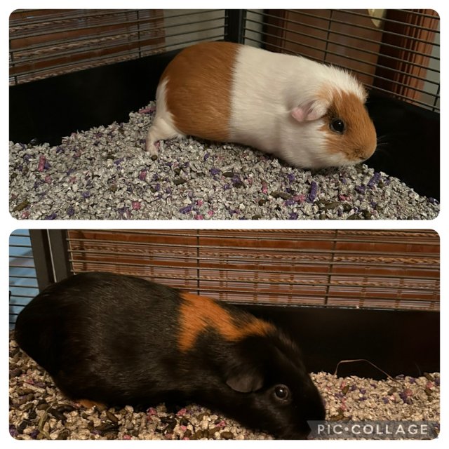 Pair of Guinea Pigs