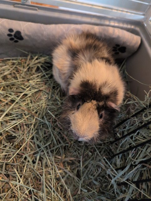 2 Adorable male Guinea pigs.