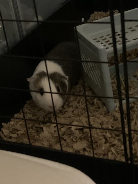 2 male guinea pigs looking for new home