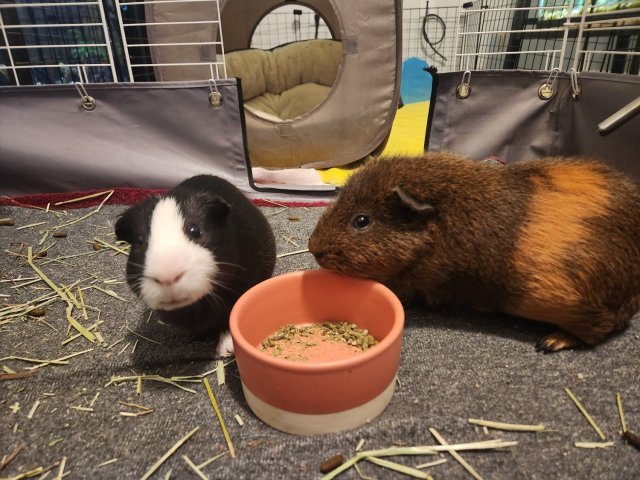 Bonded Males, Marcus and Chester