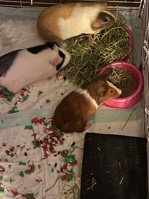 Bonded trio