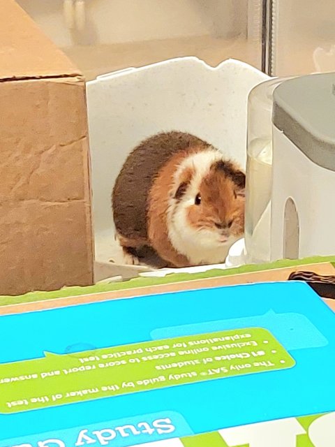 Cute Teddy Guinea Pig Rehome (Corvallis)