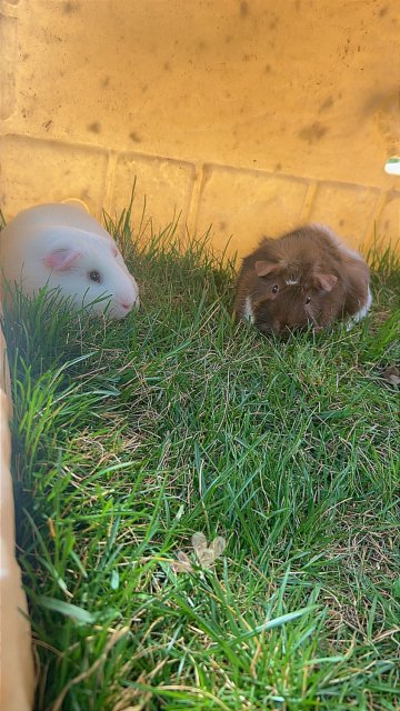 Pair of cute guinea pigs!