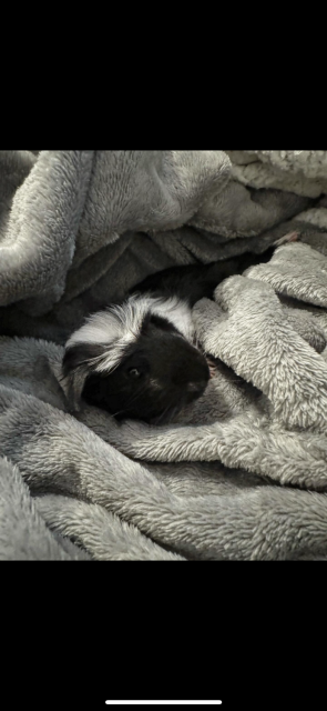 Single female piggie needs new home + friend