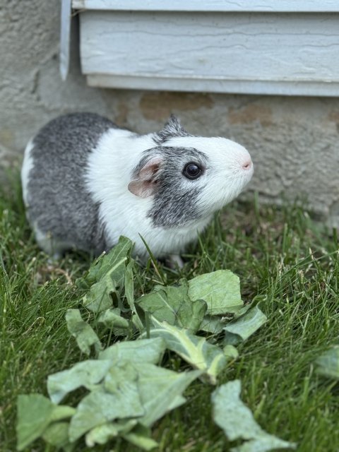 NEED ADOPTED ASAP!!!