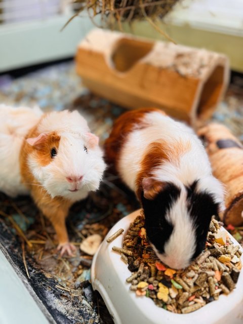 Two sweet female guinea pigs for sale