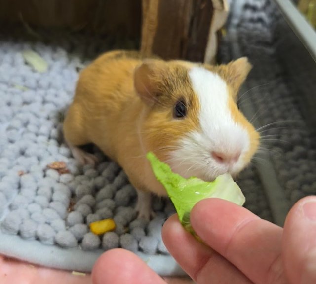 Two Female Guinea Pigs