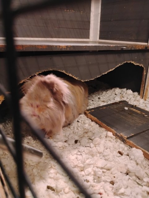Getting rid of my two female long hair pigs