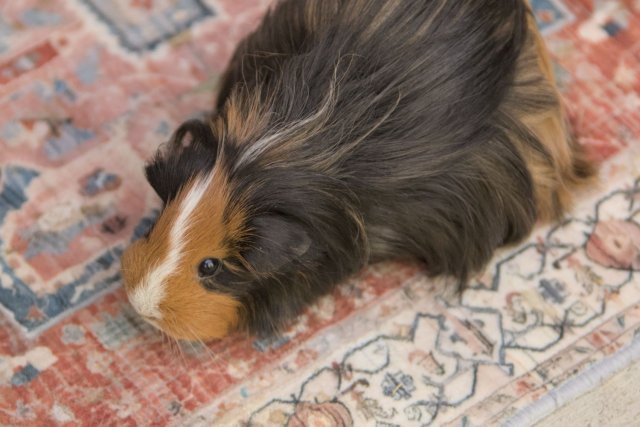 Raven - 1 year old silkie/sheltie guinea pig