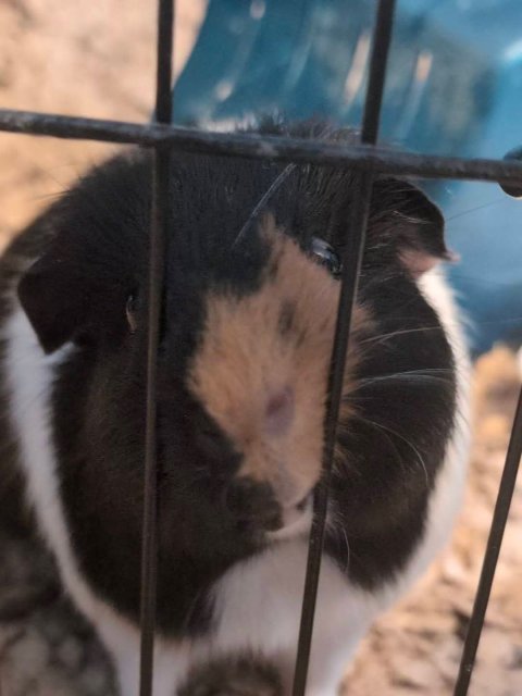 2 Male pigs for adoption