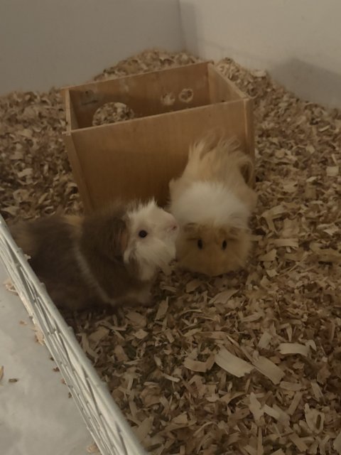 Guinea pigs i’m rehoming
