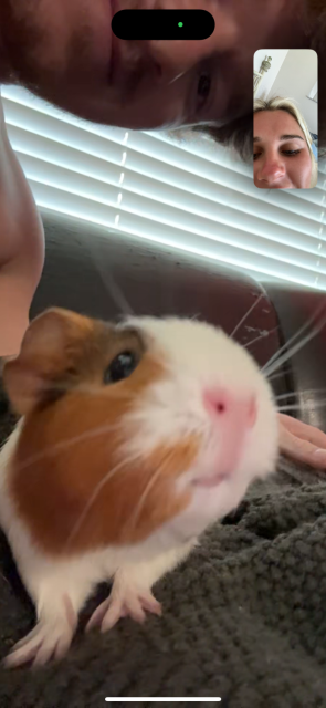 Female Multicolored Piggy - Betty