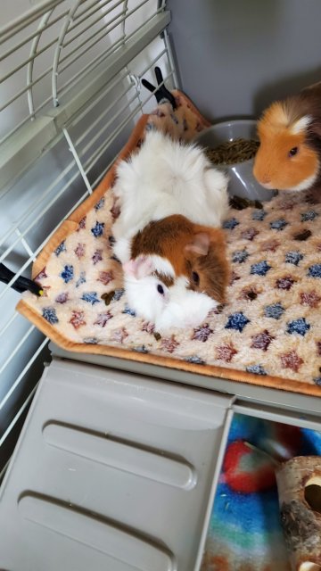 Two bonded male guinea pigs