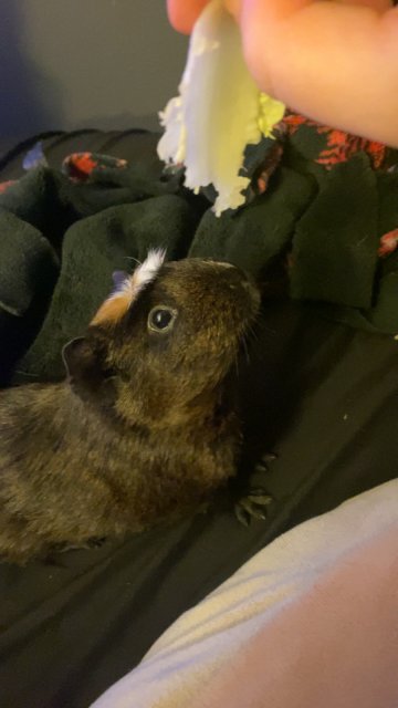 Single male guinea pig