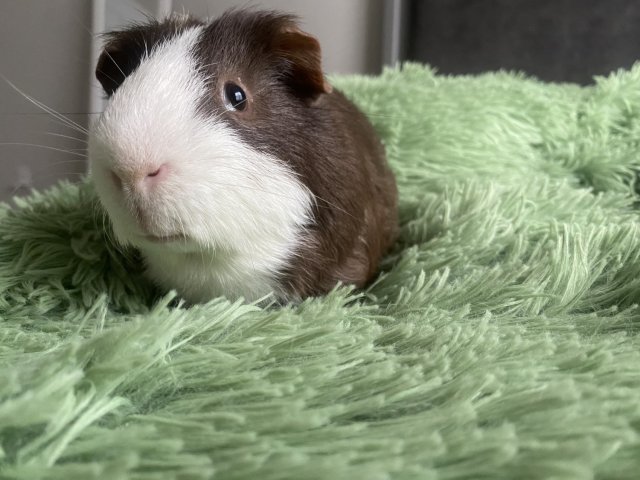 Bonded trio of males looking for a home