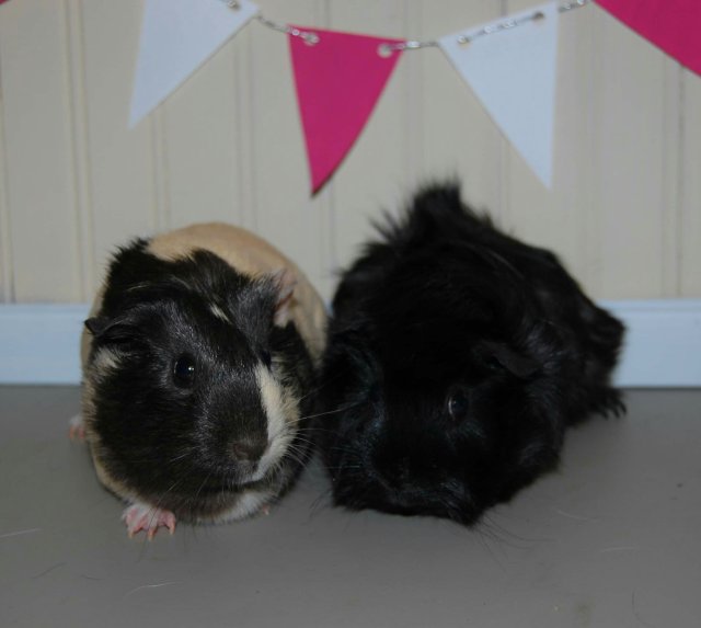 Furget Us Not Rescue Guinea Pigs