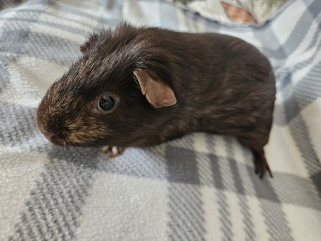 Scabbers, 4 year old male