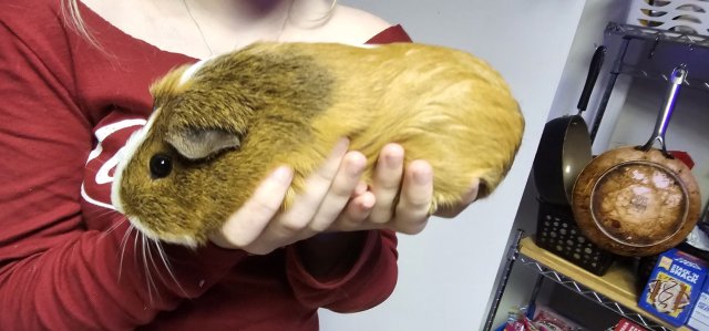 2 Male guinea pigs in need of a home!