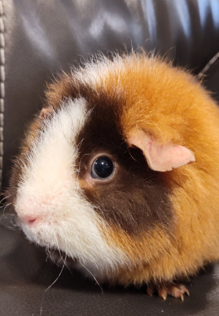 Female guinea pig looking for new home