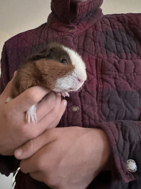 Male Guinea Pig