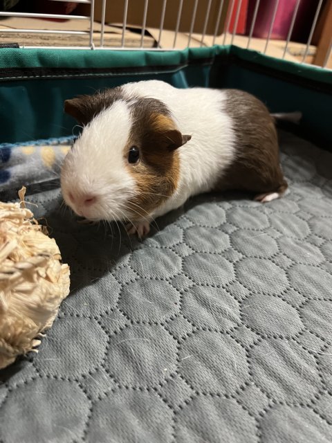 Quiet Small Breed Guinea