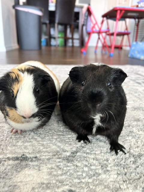 2 male guinea pigs